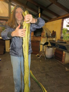 Barb with cooked agave leaf showing fibers